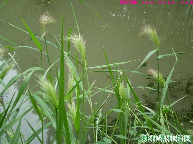 草鱼的垂钓方法与技巧(图3) 草鱼的垂钓方法与技巧(图3)