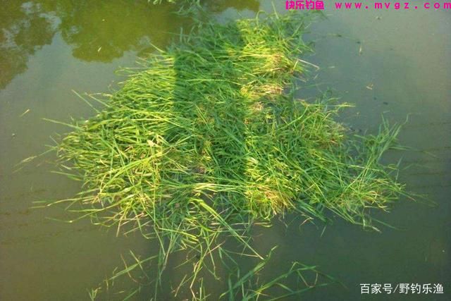 草鱼的垂钓方法与技巧(图4) 草鱼的垂钓方法与技巧(图4)