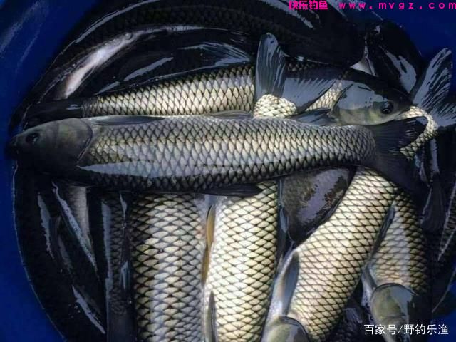 草鱼的垂钓方法与技巧(图10) 草鱼的垂钓方法与技巧(图10)