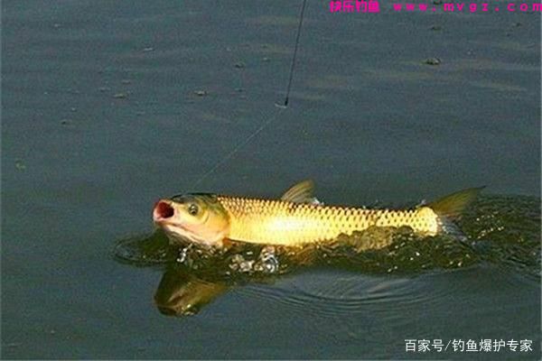 钓草鱼的方法和技巧(高手推荐)(图1) 钓草鱼的方法和技巧(高手推荐)(图1)