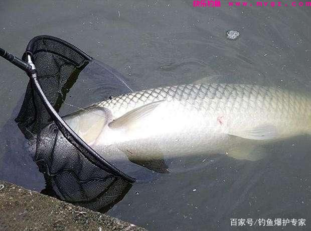 钓草鱼的方法和技巧(高手推荐)(图2) 钓草鱼的方法和技巧(高手推荐)(图2)