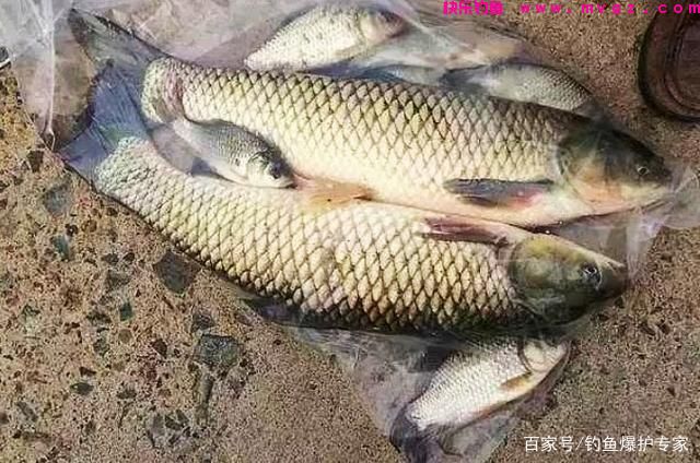 钓草鱼的方法和技巧(高手推荐)(图3) 钓草鱼的方法和技巧(高手推荐)(图3)