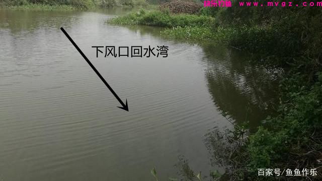 浅谈如何野钓大草鱼?深度分析草鱼习性,掌握关键要点(图2) 浅谈如何野钓大草鱼?深度分析草鱼习性,掌握关键要点(图2)