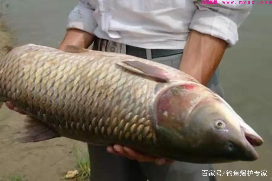 钓草鱼怎么钓?钓草鱼用什么鱼饵最好?(图2) 钓草鱼怎么钓?钓草鱼用什么鱼饵最好?(图2)