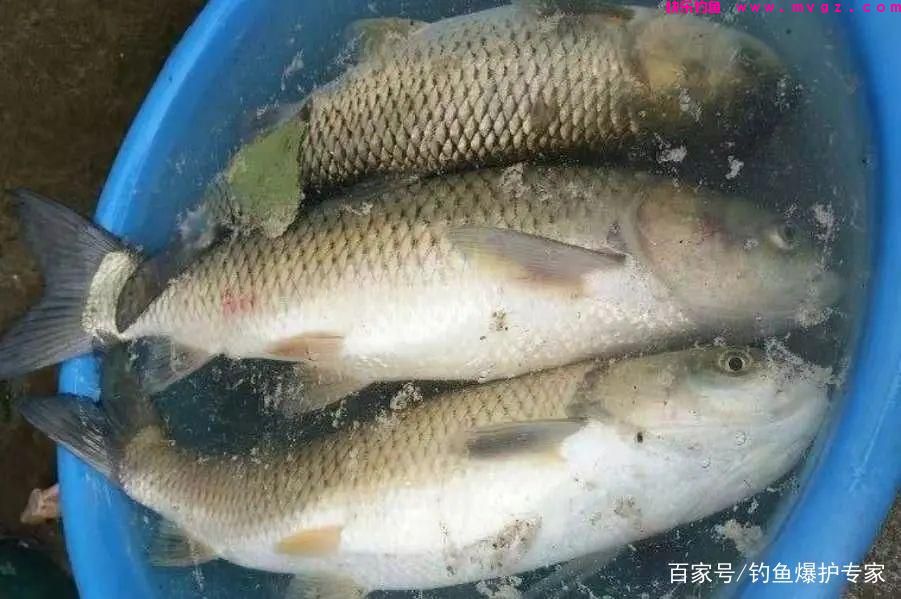 钓草鱼怎么钓?钓草鱼用什么鱼饵最好?(图4) 钓草鱼怎么钓?钓草鱼用什么鱼饵最好?(图4)