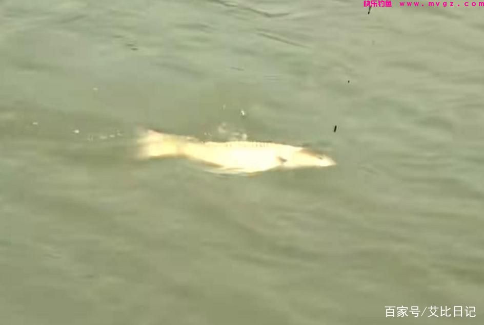 野钓之夏季浮钓草鱼技巧(图1)