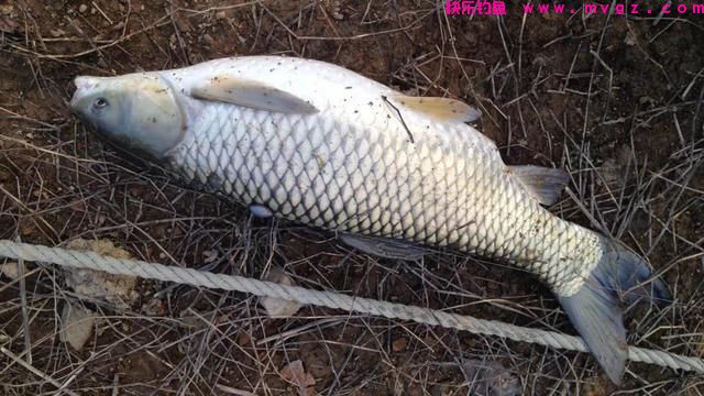 野钓水库大草鱼，我用这几招，你用哪一招？(图7)