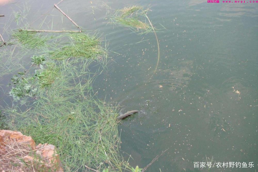 钓草鱼最有效的方法，只要知道这个细节，你就是大师！(图1)