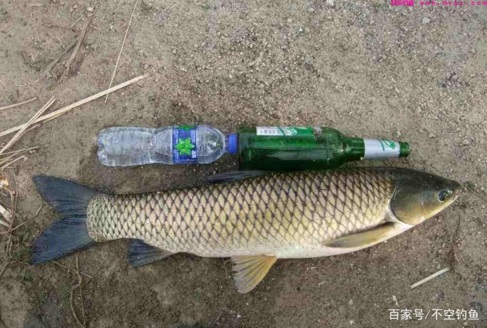 全水域钓草鱼攻略,看过就会,没有比草鱼更好钓的鱼了(图2) 全水域钓草鱼攻略,看过就会,没有比草鱼更好钓的鱼了(图2)