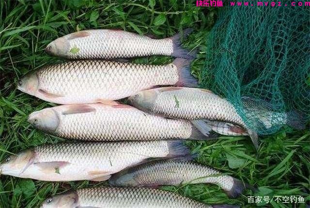 全水域钓草鱼攻略,看过就会,没有比草鱼更好钓的鱼了(图3) 全水域钓草鱼攻略,看过就会,没有比草鱼更好钓的鱼了(图3)
