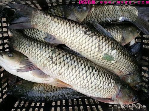 全水域钓草鱼攻略,看过就会,没有比草鱼更好钓的鱼了(图6) 全水域钓草鱼攻略,看过就会,没有比草鱼更好钓的鱼了(图6)
