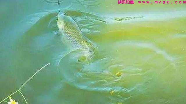 秋钓时,草鱼只要按我说的钓,连老钓手都甘拜下风,不信就试试(图1) 秋钓时,草鱼只要按我说的钓,连老钓手都甘拜下风,不信就试试(图1)