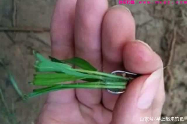 秋季专攻「草鱼」三种绝佳钓法，屡战屡胜，不信你试试(图4)