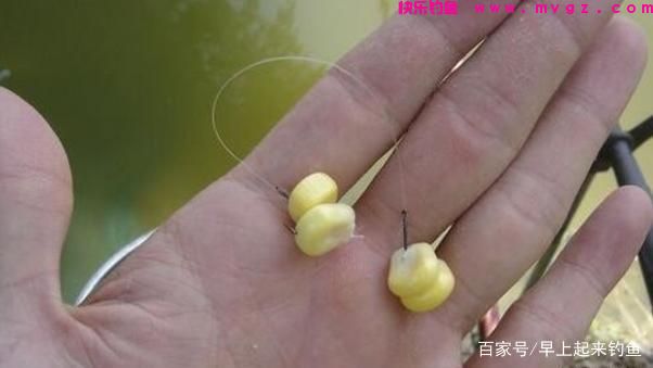 秋季专攻「草鱼」三种绝佳钓法，屡战屡胜，不信你试试(图2)
