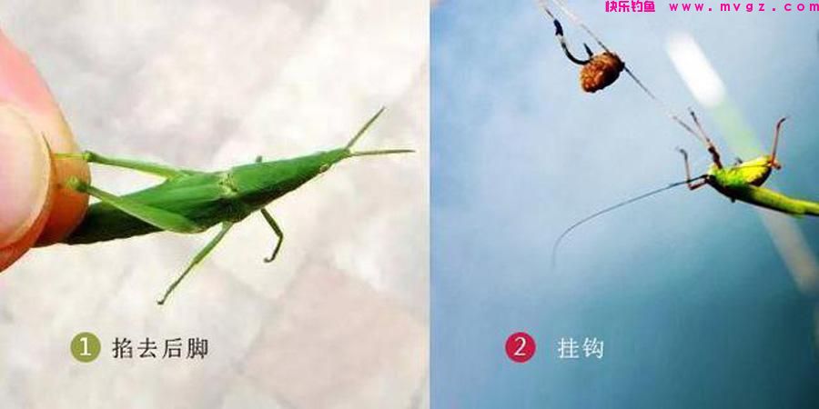 网友提问草鱼怎么钓？我提供四种钓法，尤其受到大草鱼的青睐(图5)