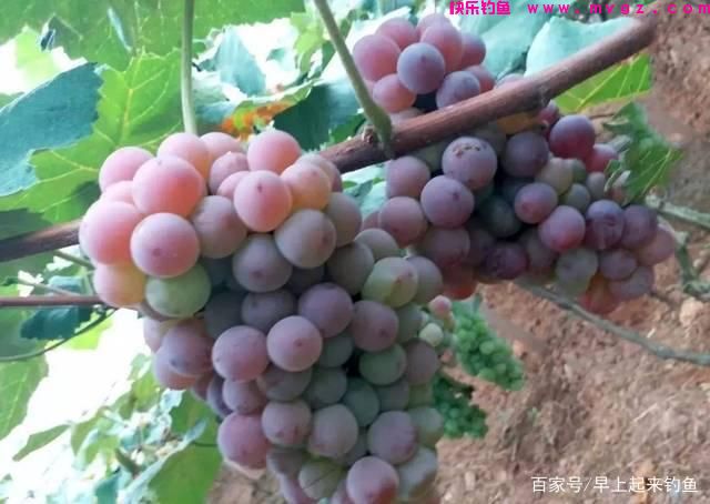秋季专攻「草鱼」三种绝佳钓法，屡战屡胜，不信你试试(图6)