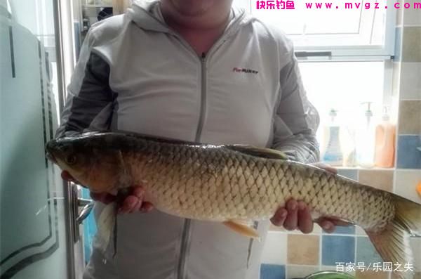 夏季作钓鲤鱼、草鱼，饵料该如何搭配？二个细节不容忽视(图5)