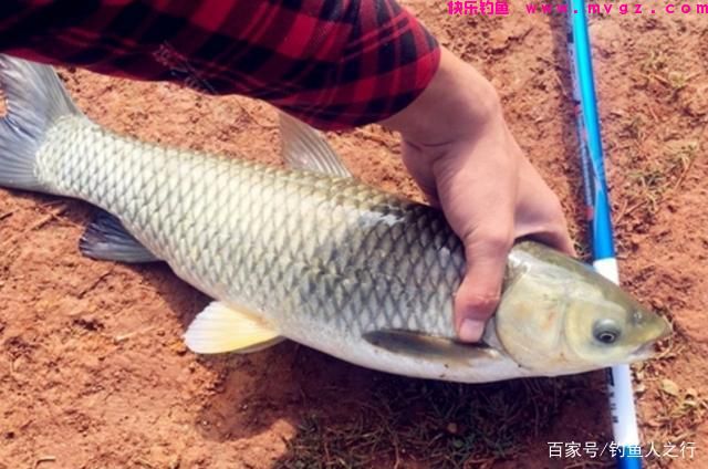 再次提醒你，草鱼唯独用这钓法才过瘾，莫不信，现在不用太亏了(图1)