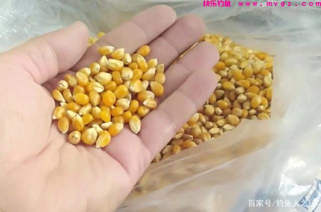 再次提醒你，草鱼唯独用这钓法才过瘾，莫不信，现在不用太亏了(图3)
