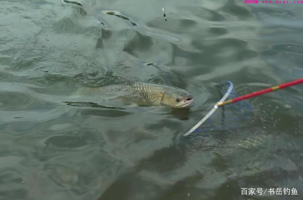 常用的三种草鱼钓法,不仅是钓法的不同,用饵和思路还上另有篇章(图7) 常用的三种草鱼钓法,不仅是钓法的不同,用饵和思路还上另有篇章(图7)