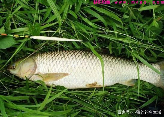 春末夏初，教你一招钓草鱼的绝活，钓法得当肯定上鱼(图4)