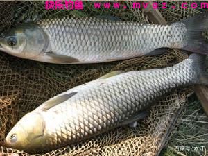夏季黑坑钓草鱼，必懂这3个绝招！(图1)