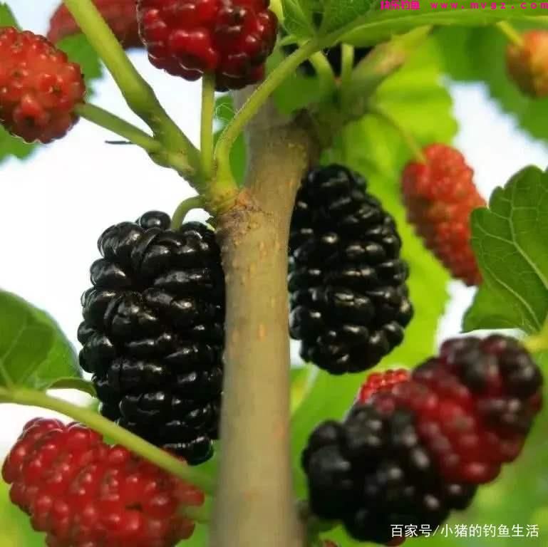 春末夏初，教你一招钓草鱼的绝活，钓法得当肯定上鱼