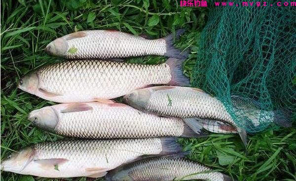 手竿钓草鱼掌握这3大诀窍,不愁钓不到大草鱼!(图4) 手竿钓草鱼掌握这3大诀窍,不愁钓不到大草鱼!(图4)