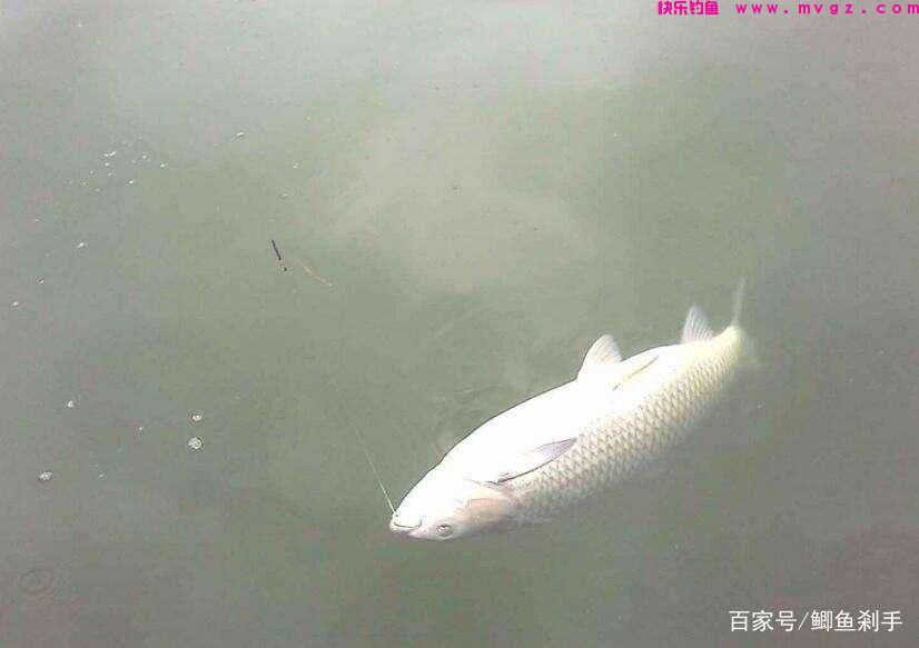 邻居熊爷爷钓鱼，钓饵只做不买，却钓获30斤野生草鱼(图8)