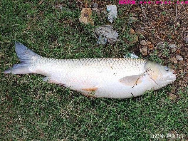 邻居熊爷爷钓鱼，钓饵只做不买，却钓获30斤野生草鱼(图10)
