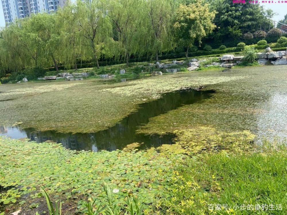怎样才能钓到大草鱼，教你几招轻松应对！(图3)
