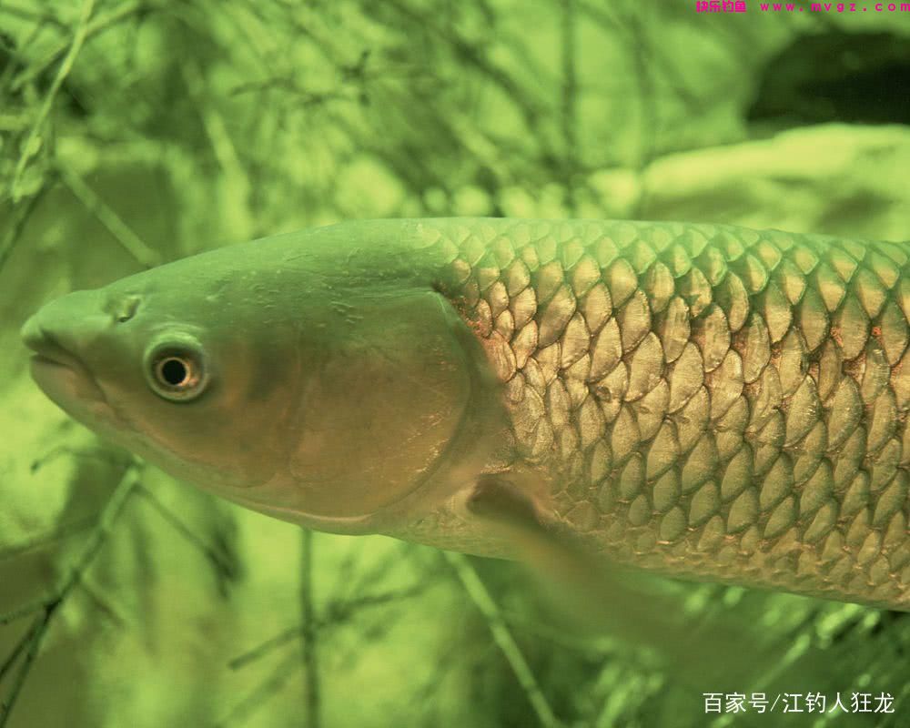 钓草鱼有3个关键点，用饵最讲究，它虽贪吃但更挑食(图1)