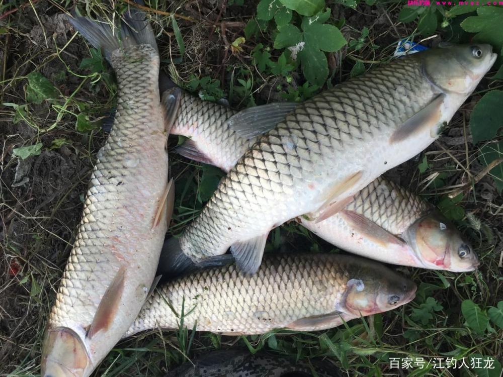 钓草鱼有3个关键点，用饵最讲究，它虽贪吃但更挑食(图7)
