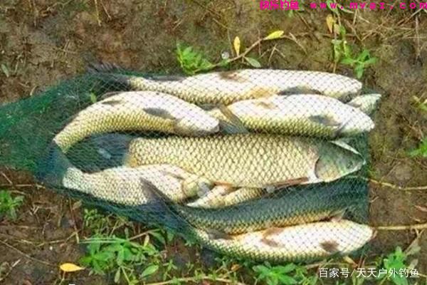 草鱼的三种远投钓法,简单有效,助你连竿大草鱼!(图1) 草鱼的三种远投钓法,简单有效,助你连竿大草鱼!(图1)