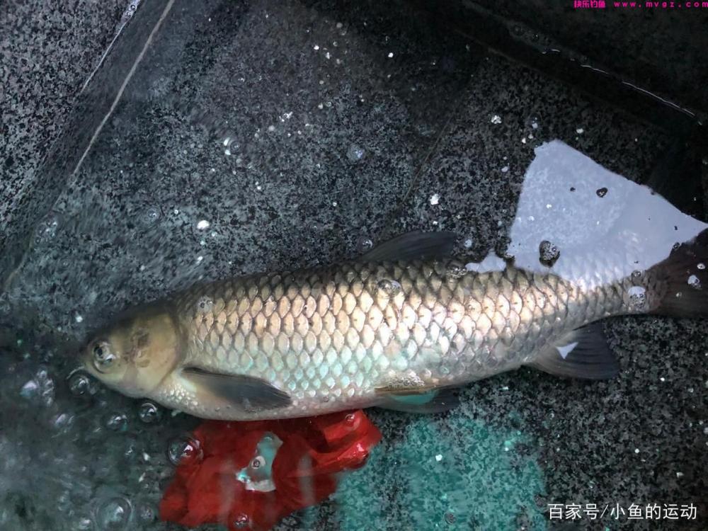 筏钓草鱼!作钓经验、都是干货(图3) 筏钓草鱼!作钓经验、都是干货(图3)