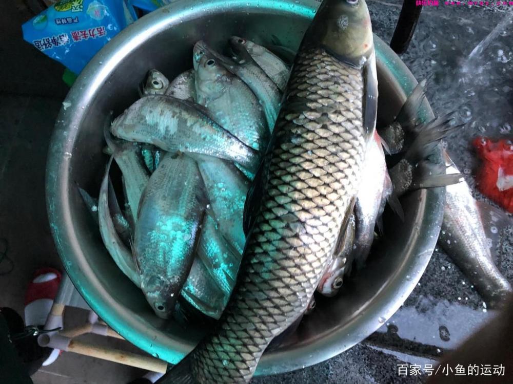 筏钓草鱼!作钓经验、都是干货(图4) 筏钓草鱼!作钓经验、都是干货(图4)