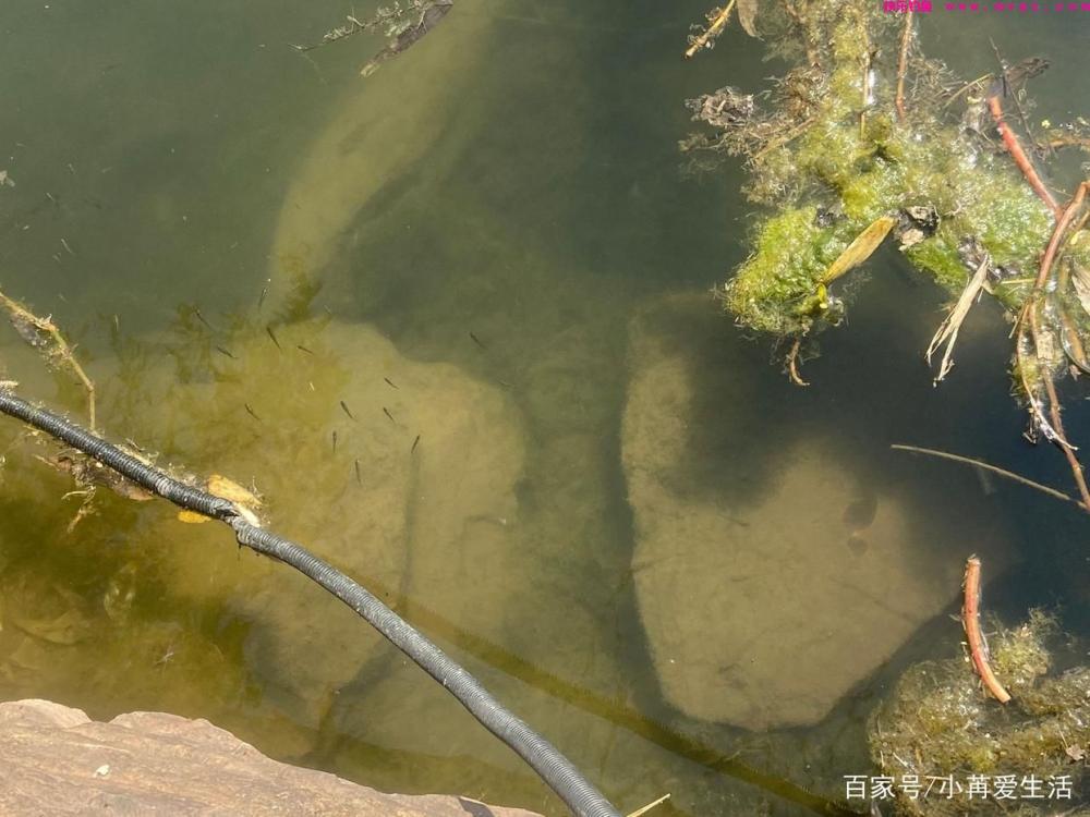 只要记住这些方法,就算你在春季钓草鱼,也能够轻松钓到(图3) 只要记住这些方法,就算你在春季钓草鱼,也能够轻松钓到(图3)