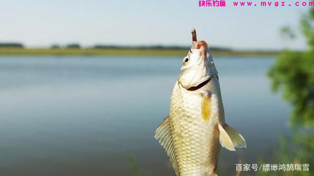 春季想要钓草鱼，只要记住这些小方法，大草鱼也能轻松钓(图1)
