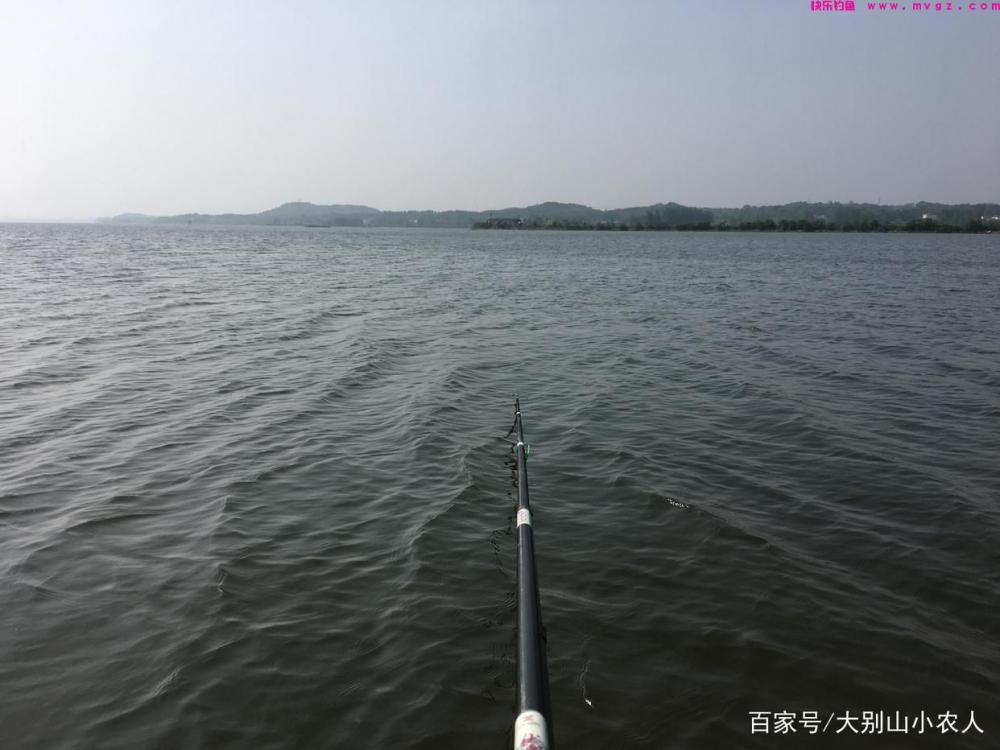 草鱼到底怎么钓？这5种钓法任你选，详解：草鱼的作钓全攻略(图3)
