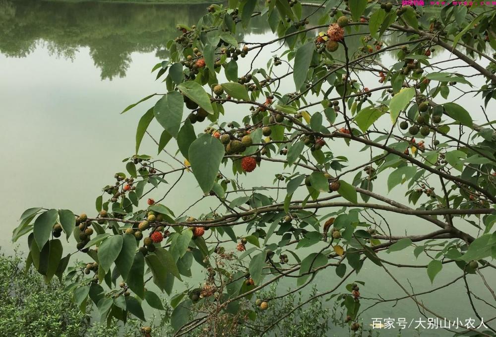 草鱼到底怎么钓？这5种钓法任你选，详解：草鱼的作钓全攻略(图5)