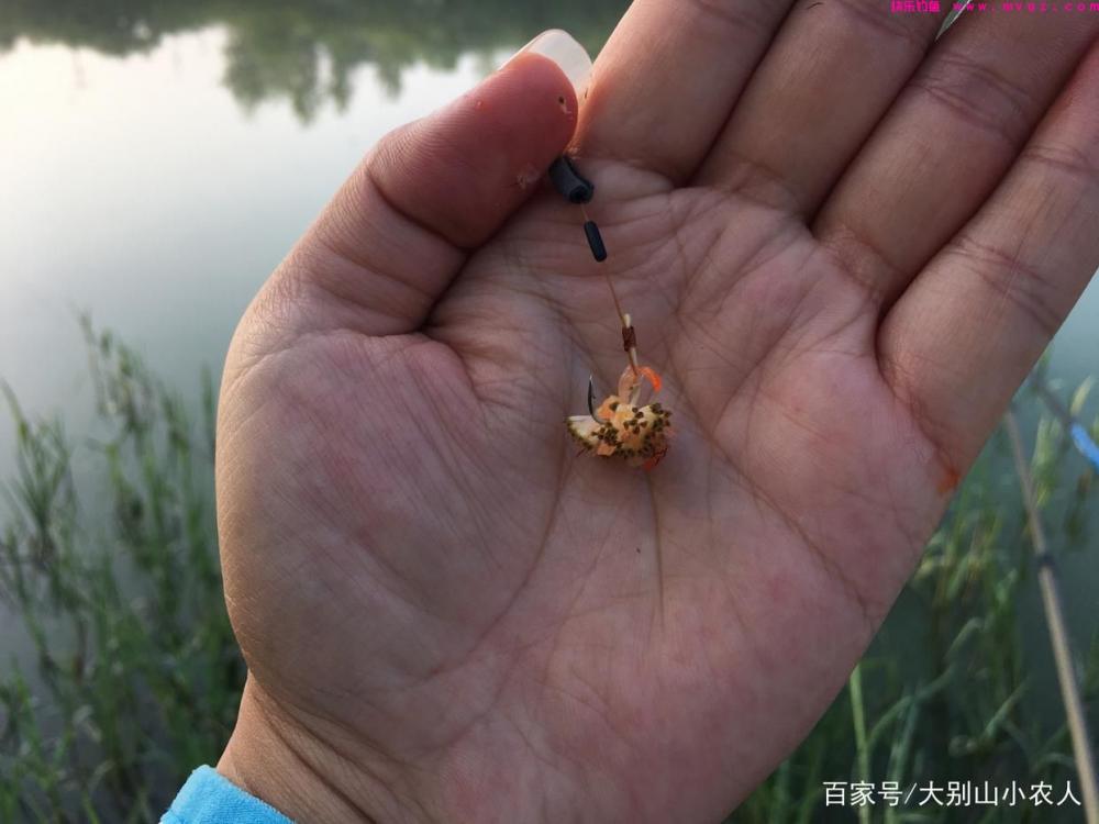 5种钓草鱼的方法，虽然前3种很厉害，但老钓友都在用后2种(图7)