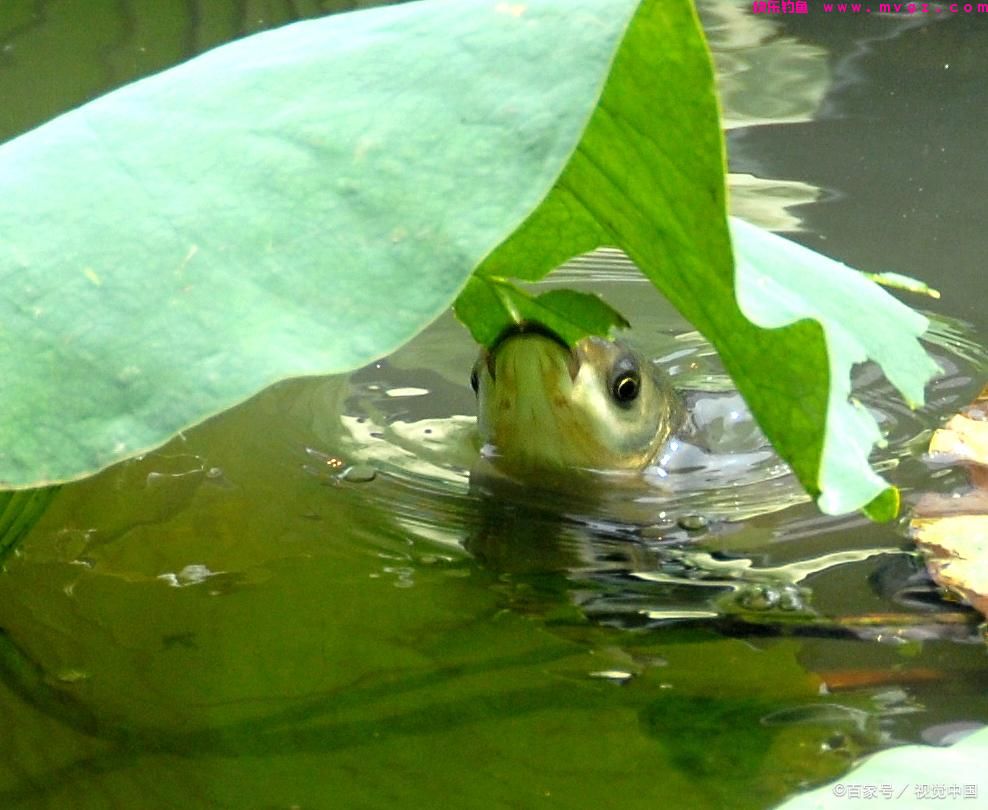 5种钓草鱼的方法，虽然前3种很厉害，但老钓友都在用后2种(图8)