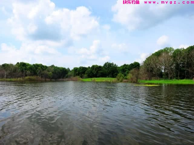 谁说大草鱼难钓?从四个方面探究,分享三种钓法(图3) 谁说大草鱼难钓?从四个方面探究,分享三种钓法(图3)
