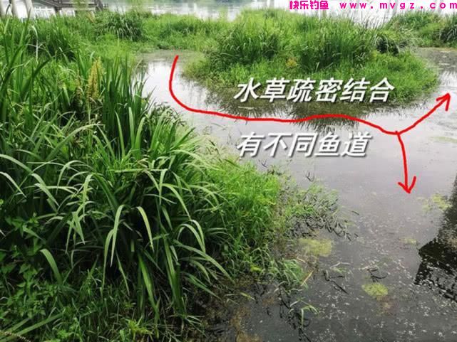 谁说大草鱼难钓?从四个方面探究,分享三种钓法(图5) 谁说大草鱼难钓?从四个方面探究,分享三种钓法(图5)
