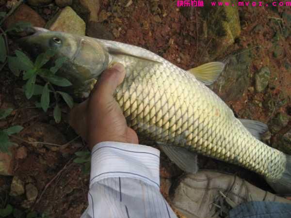 谁说大草鱼难钓?从四个方面探究,分享三种钓法(图11) 谁说大草鱼难钓?从四个方面探究,分享三种钓法(图11)