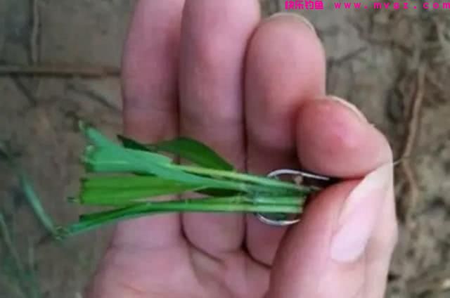 谁说大草鱼难钓?从四个方面探究,分享三种钓法(图17) 谁说大草鱼难钓?从四个方面探究,分享三种钓法(图17)