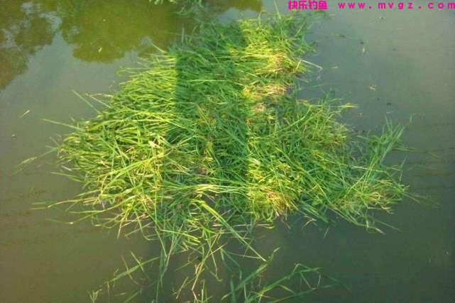 谁说大草鱼难钓?从四个方面探究,分享三种钓法(图16) 谁说大草鱼难钓?从四个方面探究,分享三种钓法(图16)