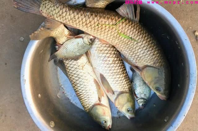 谁说大草鱼难钓?从四个方面探究,分享三种钓法(图18) 谁说大草鱼难钓?从四个方面探究,分享三种钓法(图18)