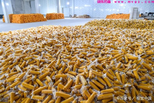 钓草鱼方法解析！用对方法钓草鱼一点也不难！(图4)