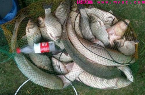 冬季不想收竿的大草鱼玩法,巨物来多少就能钓多少!(图3) 冬季不想收竿的大草鱼玩法,巨物来多少就能钓多少!(图3)